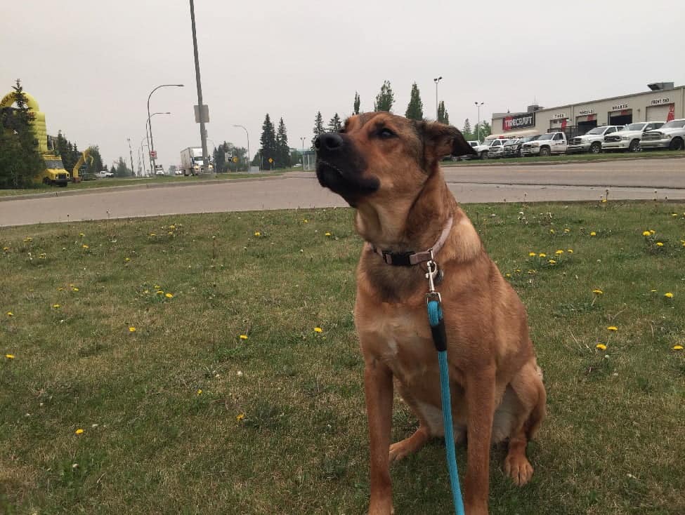 Office dog Charlie surveys the smoky conditions outside the Alberta SPCA head office