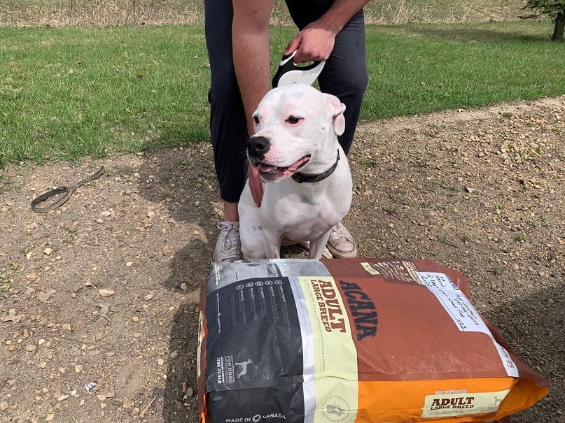 White dog with black collar near a bag of dog food, outdoors on grass and dirt.