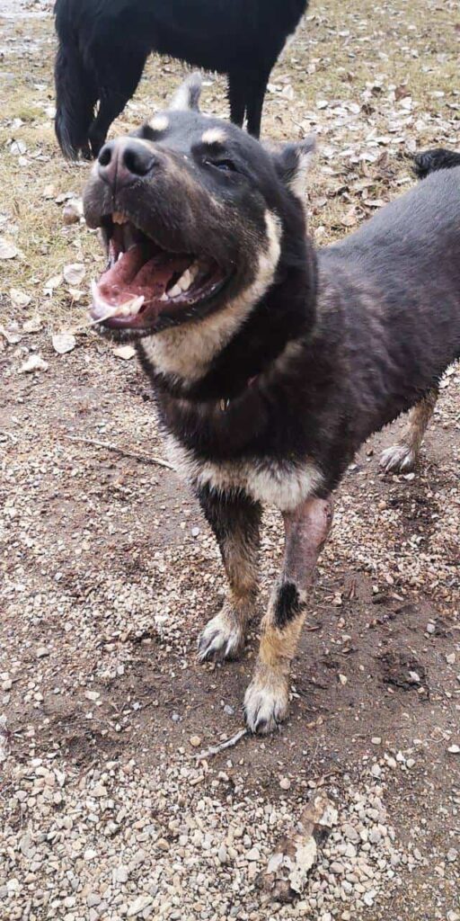 Sammy the dog