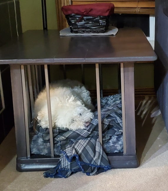 White fluffy dog sleeping.