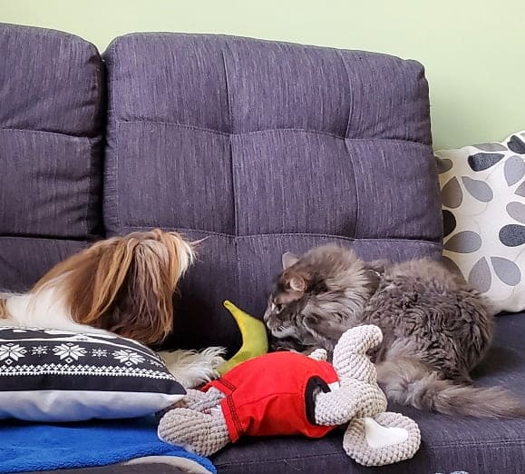 Small dog and kitten playing with toys on couch.