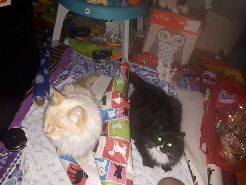 Two kittens sitting on wrapping paper.