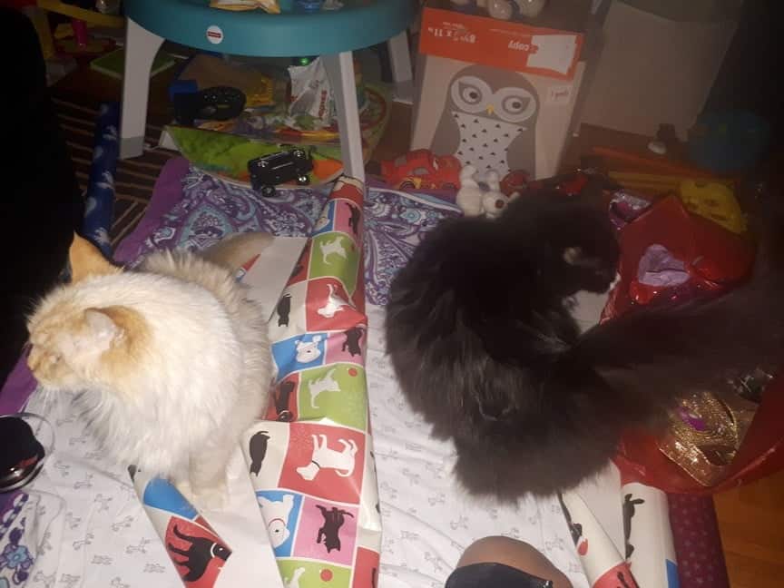 Two kittens sitting on wrapping paper.