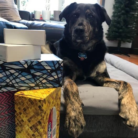 Louis the dog