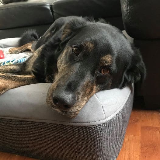 Louis the dog laying down