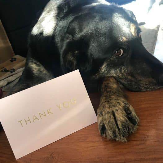 Black dog laying down with thank you card.