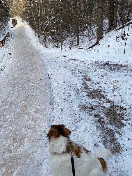 Nina the dog