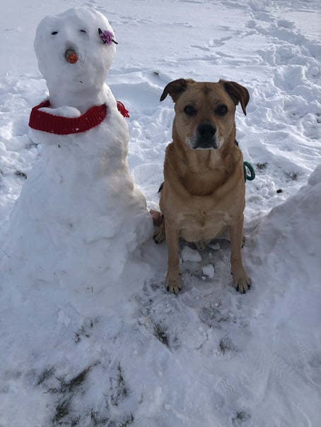 Titan the dog