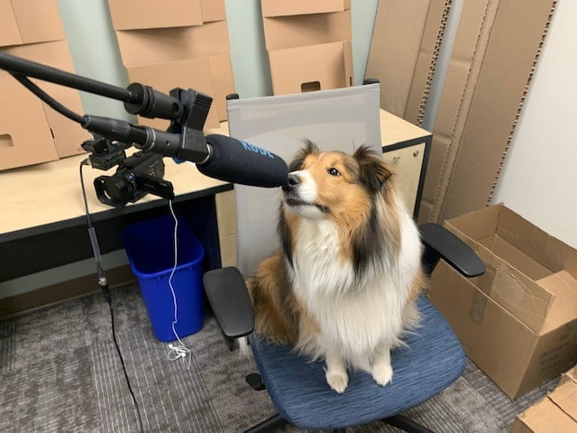 Dog in podcast studio