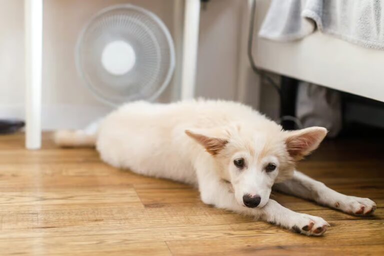 Dog lying on floor in hot weather under a fan.