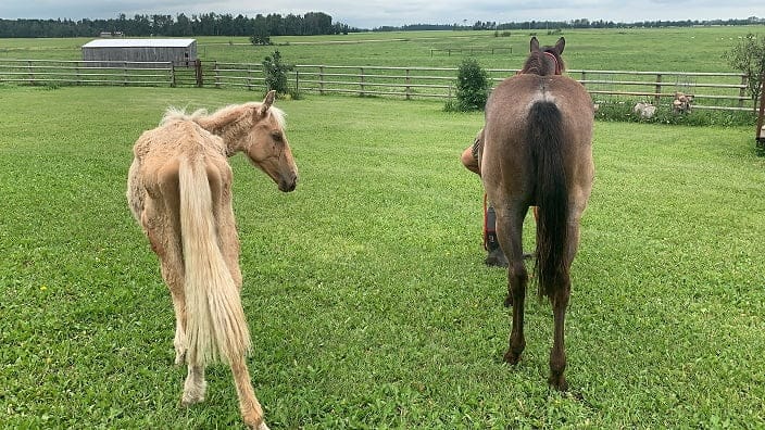 Marvin and another horse