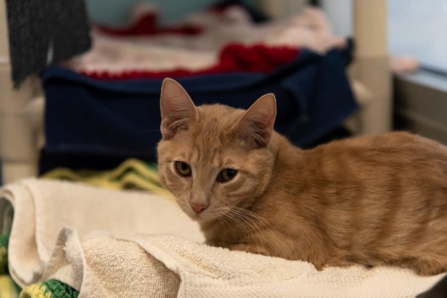 Christofur the cat