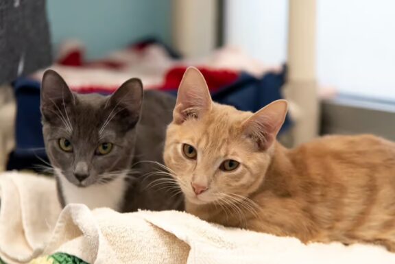 Pixie Christofur Abandoned Kittens resized