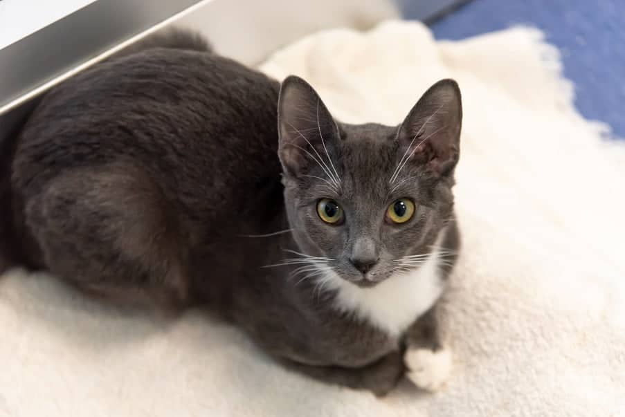 Pixie the cat