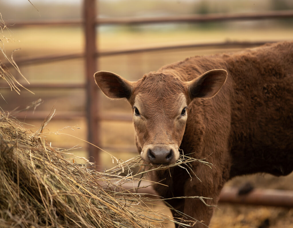 Brown cow outside eating hay, looking at the camera.