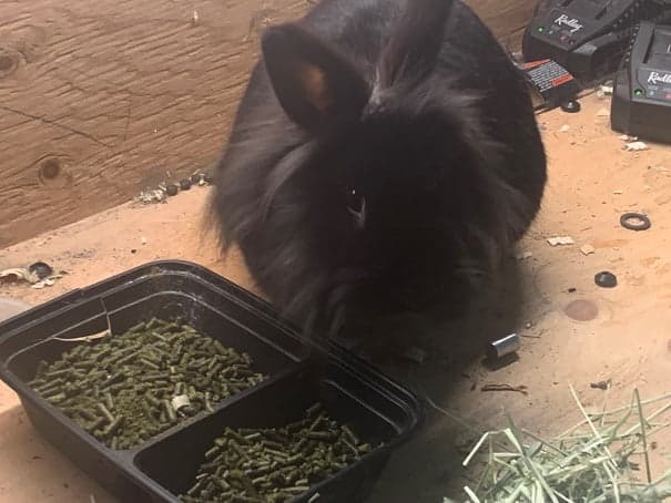 Bunny