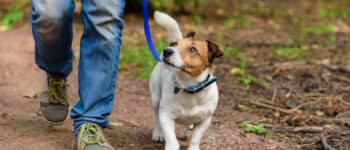 Jack Russell Terrier walking through forest by path, on a leash, with their caregiver.