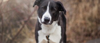 Black and White Dog in a fall background looking at the camera.
