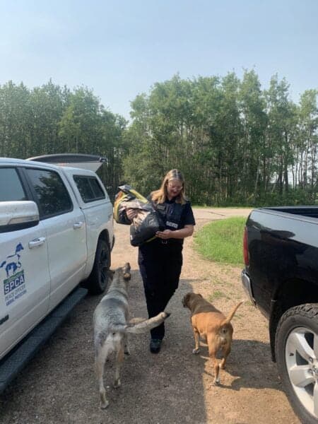 Peace Officer and Dogs
