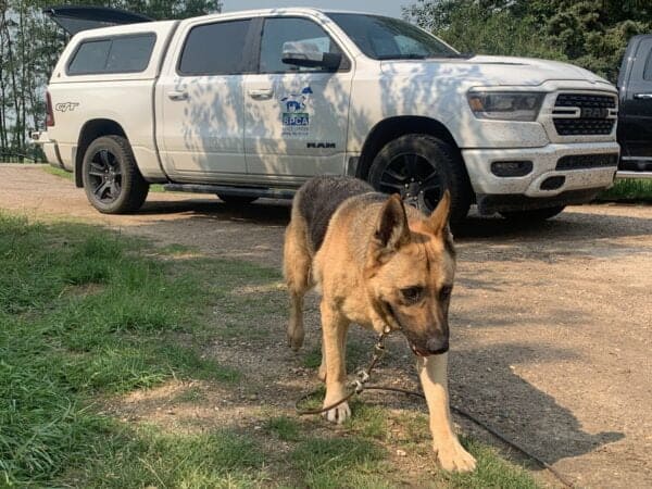 Dog in front of Alberta SPCS van