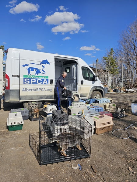 Alberta SPCA Peace Officer loading pet crates and carriers into a new van.