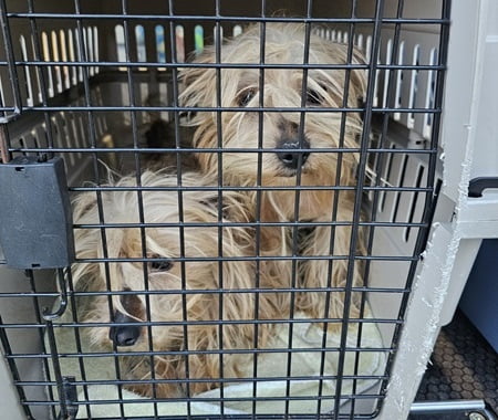 Dogs in crate