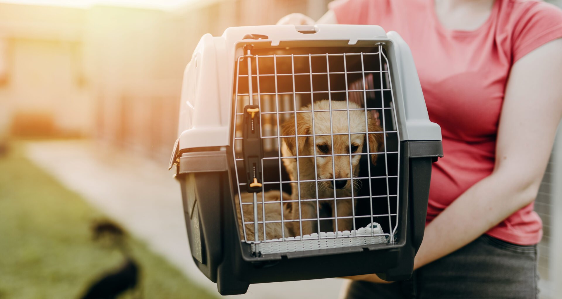 Pet in crate during an emergency evacuation