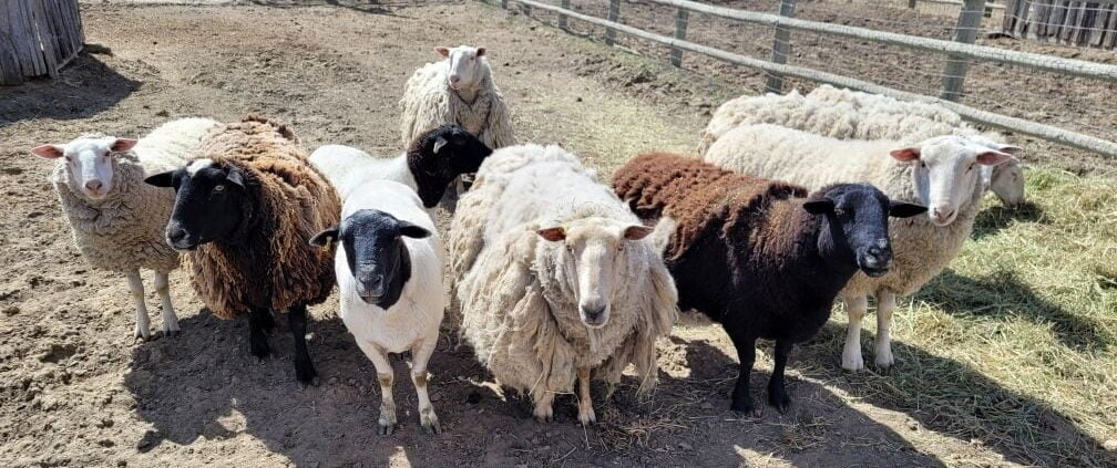 Sheep