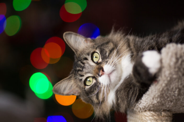 Cat during the holiday season.