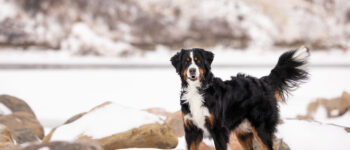 Bernese Mountain Dog standing in the snow.