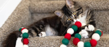 Cat sitting on stairs with Christmas decorations.
