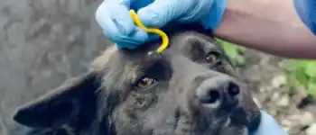 Dog getting tick removal