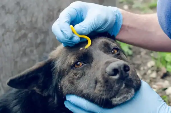 Dog getting tick removal