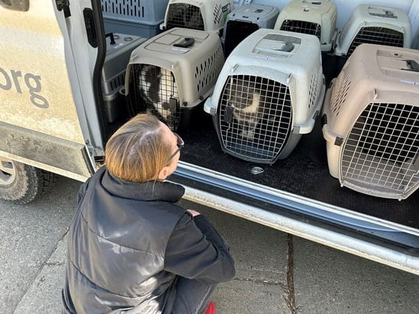 Animals in crates after being rescued