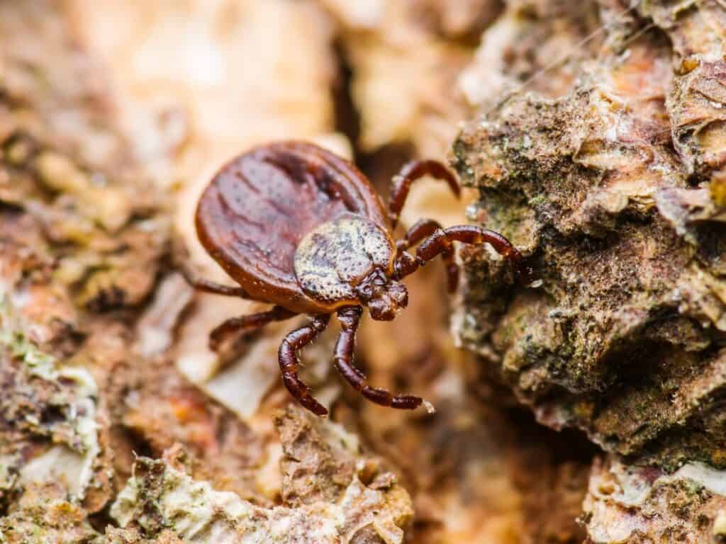 Tick
