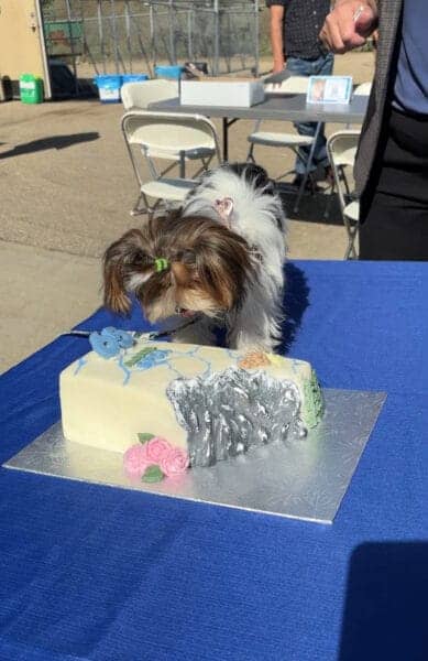 Dog and cake