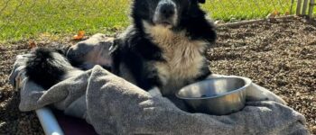 Black and white three-legged dog laying outside in its bed with a food bowl.