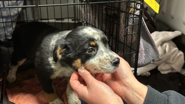 Dog in crate