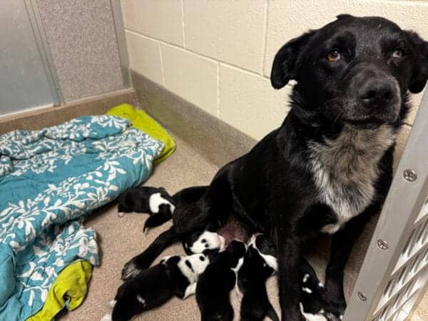 Dog and Puppies