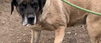 Image of Dog