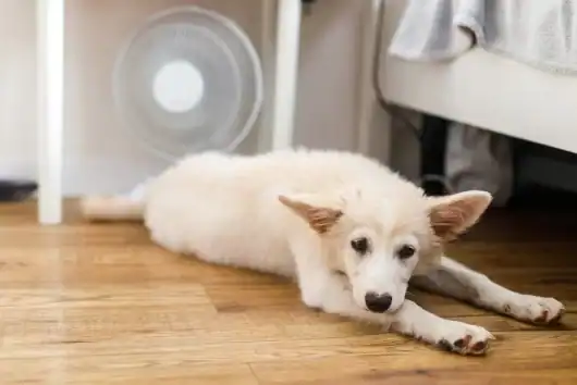 Dog with a fan