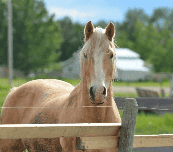 blonde horse