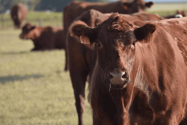 cows