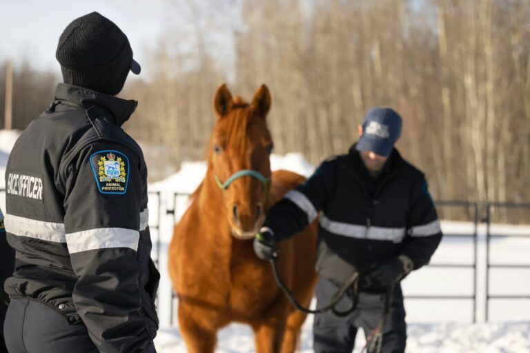 hero horse