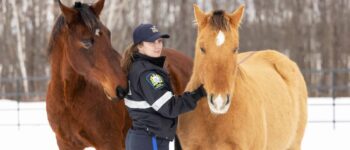 hero horses