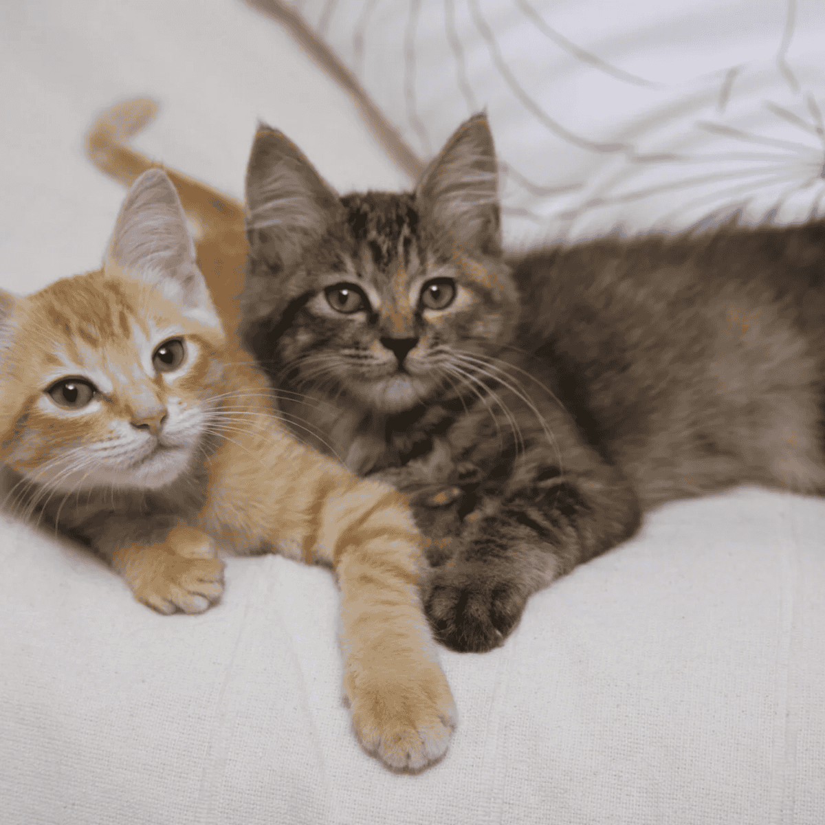 two cats