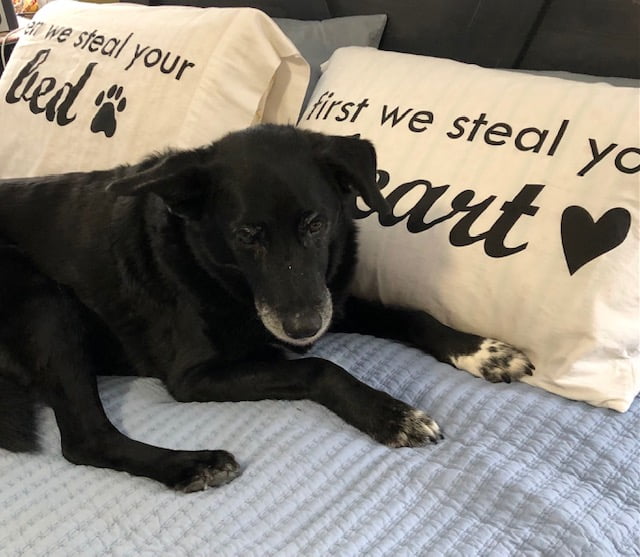 Angus steal bed and heart