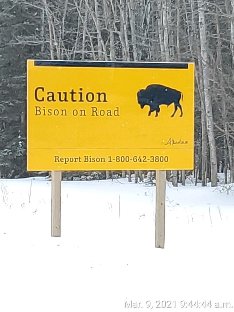 Road sign that says caution bison on the road