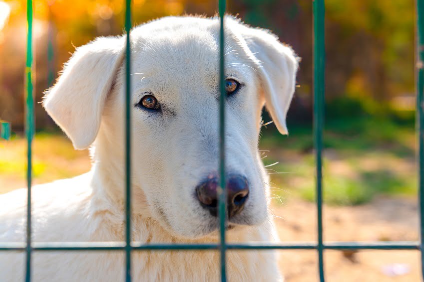 Dog looking out from behind the bars of a kennel