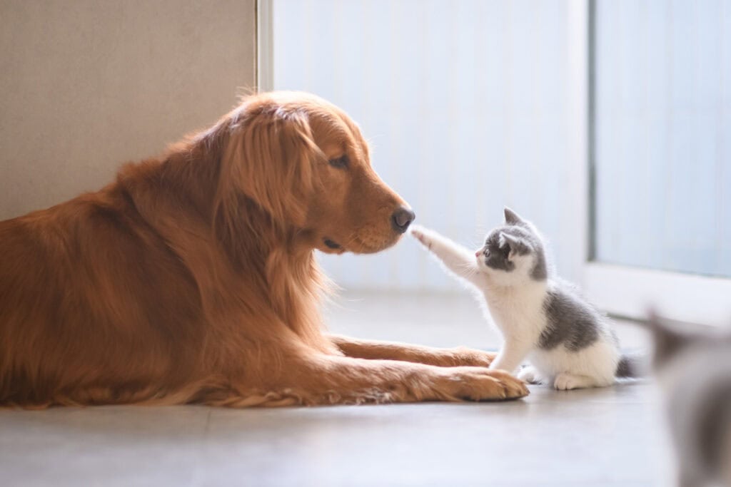 Dog Kitten